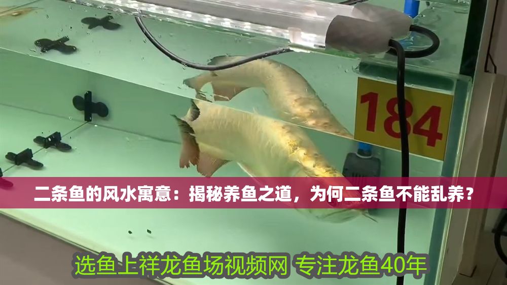 二條魚的風水寓意：揭秘養(yǎng)魚之道，為何二條魚不能亂養(yǎng)？