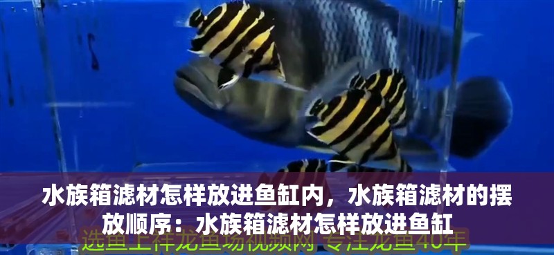水族箱濾材怎樣放進魚缸內，水族箱濾材的擺放順序：水族箱濾材怎樣放進魚缸