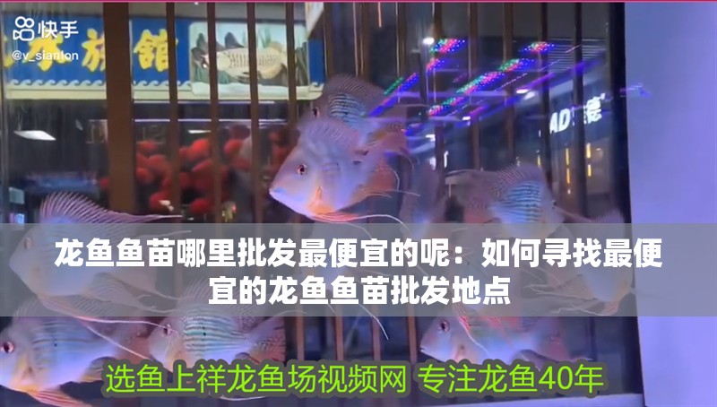 龍魚魚苗哪里批發最便宜的呢：如何尋找最便宜的龍魚魚苗批發地點