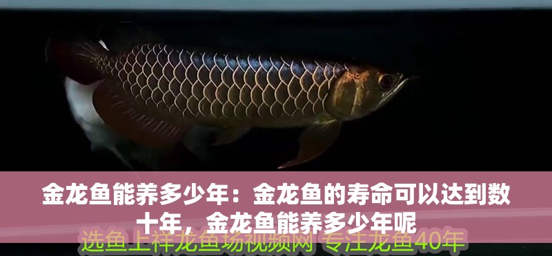金龍魚能養多少年：金龍魚的壽命可以達到數十年，金龍魚能養多少年呢
