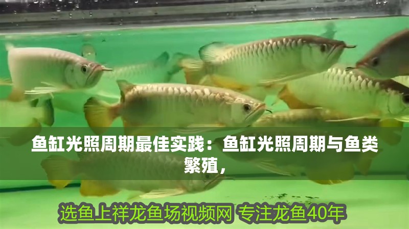 魚缸光照周期最佳實踐：魚缸光照周期與魚類繁殖，