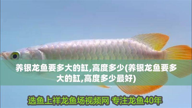 養(yǎng)銀龍魚要多大的缸,高度多少(養(yǎng)銀龍魚要多大的缸,高度多少最好)