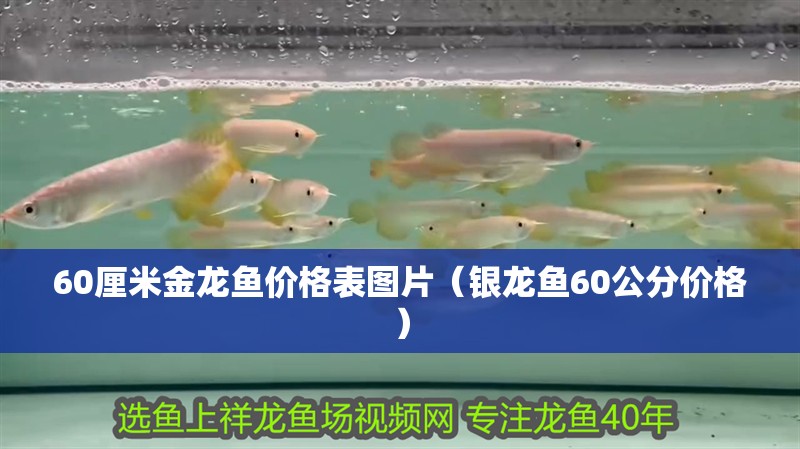60厘米金龍魚價格表圖片（銀龍魚60公分價格）