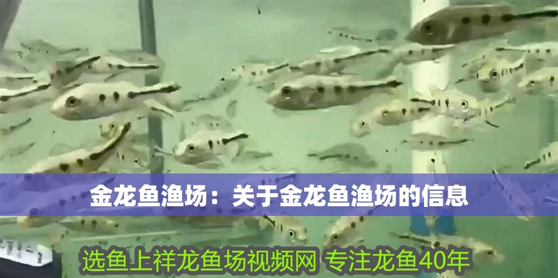 金龍魚漁場：關于金龍魚漁場的信息