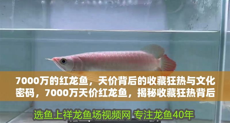 7000萬的紅龍魚，天價背后的收藏狂熱與文化密碼，7000萬天價紅龍魚，揭秘收藏狂熱背后的文化密碼