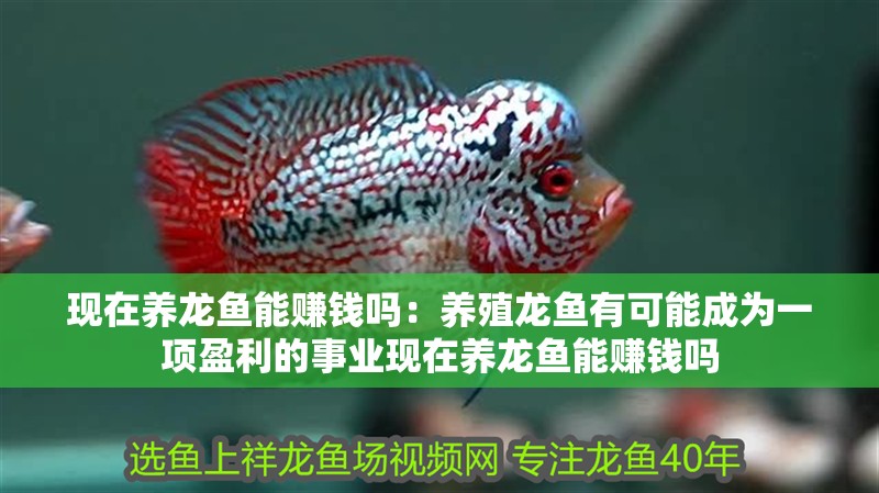 現在養龍魚能賺錢嗎：養殖龍魚有可能成為一項盈利的事業現在養龍魚能賺錢嗎