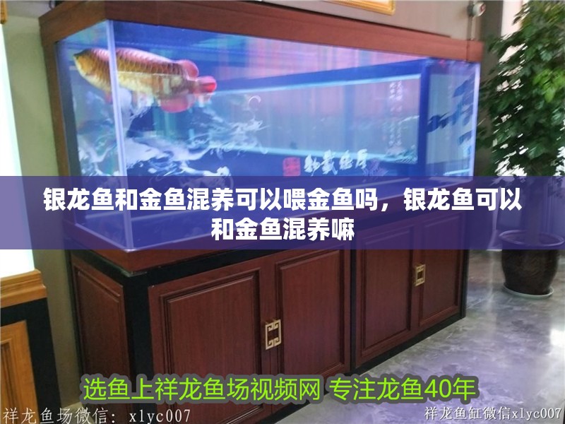 銀龍魚和金魚混養可以喂金魚嗎，銀龍魚可以和金魚混養嘛