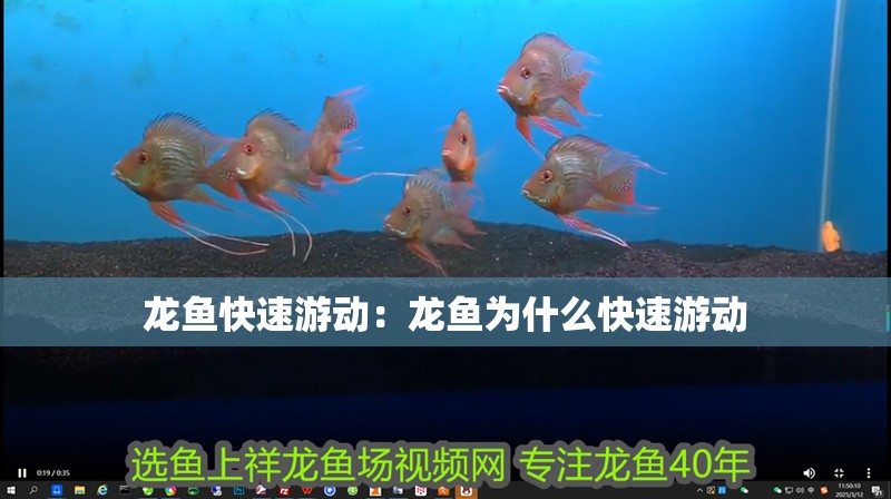 龍魚快速游動：龍魚為什么快速游動