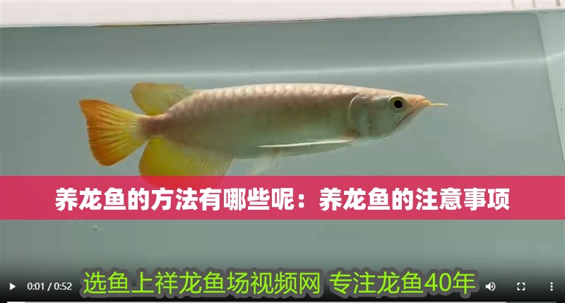 養龍魚的方法有哪些呢：養龍魚的注意事項