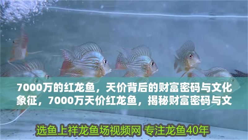 7000萬的紅龍魚，天價背后的財富密碼與文化象征，7000萬天價紅龍魚，揭秘財富密碼與文化象征背后的奢華傳奇