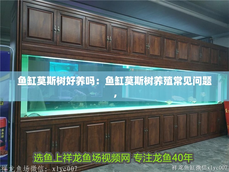 魚缸莫斯樹好養嗎：魚缸莫斯樹養殖常見問題，