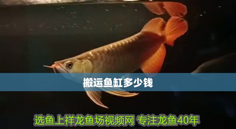 搬運(yùn)魚缸多少錢