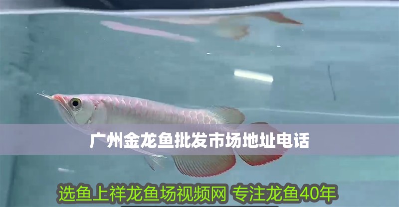 廣州金龍魚批發市場地址電話