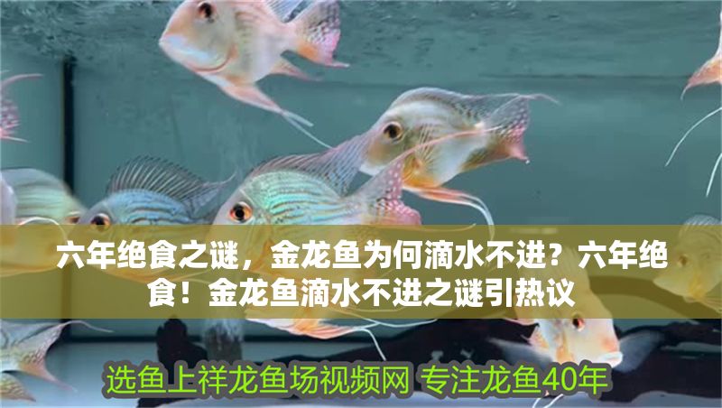 六年絕食之謎，金龍魚為何滴水不進？六年絕食！金龍魚滴水不進之謎引熱議 六年絕食之謎，金龍魚為何滴水不進？六年絕食！金龍魚滴水不進之謎引熱議 龍魚百科 第1張
