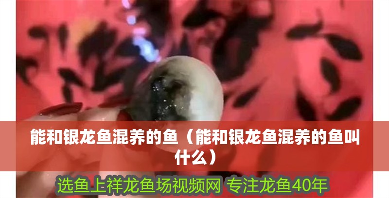 能和銀龍魚混養的魚（能和銀龍魚混養的魚叫什么）
