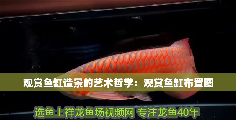 觀賞魚缸造景的藝術哲學：觀賞魚缸布置圖
