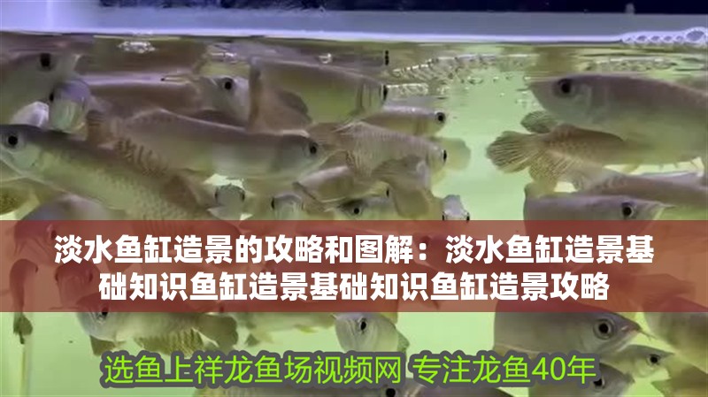 淡水魚缸造景的攻略和圖解：淡水魚缸造景基礎知識魚缸造景基礎知識魚缸造景攻略