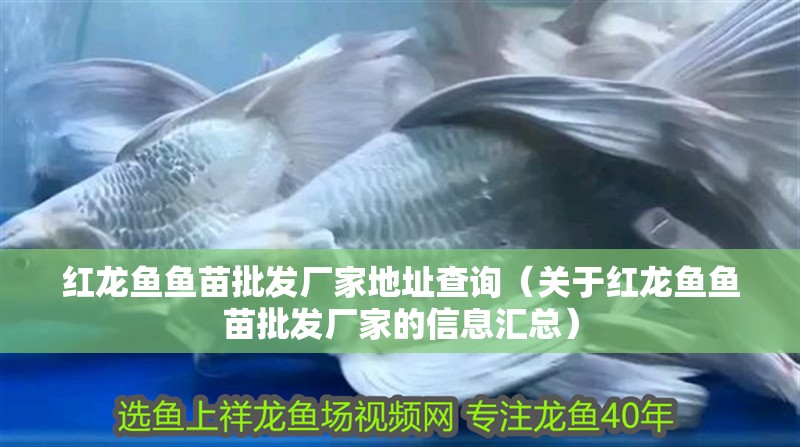 紅龍魚魚苗批發廠家地址查詢（關于紅龍魚魚苗批發廠家的信息匯總）