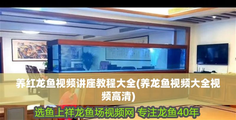 養紅龍魚視頻講座教程大全(養龍魚視頻大全視頻高清)