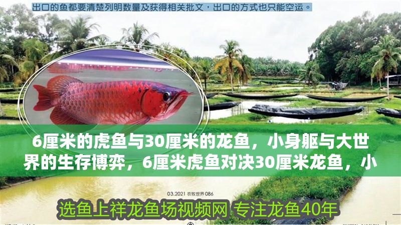 6厘米的虎魚與30厘米的龍魚，小身軀與大世界的生存博弈，6厘米虎魚對決30厘米龍魚，小身軀與大世界的生存博弈