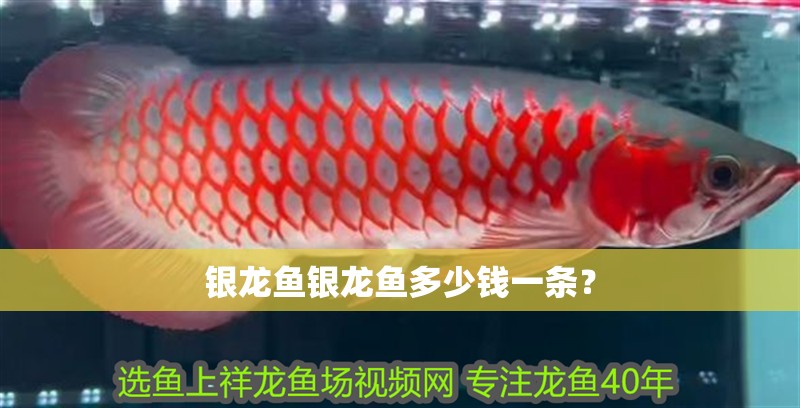銀龍魚銀龍魚多少錢一條？