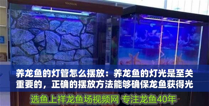 養龍魚的燈管怎么擺放：養龍魚的燈光是至關重要的，正確的擺放方法能夠確保龍魚獲得光線