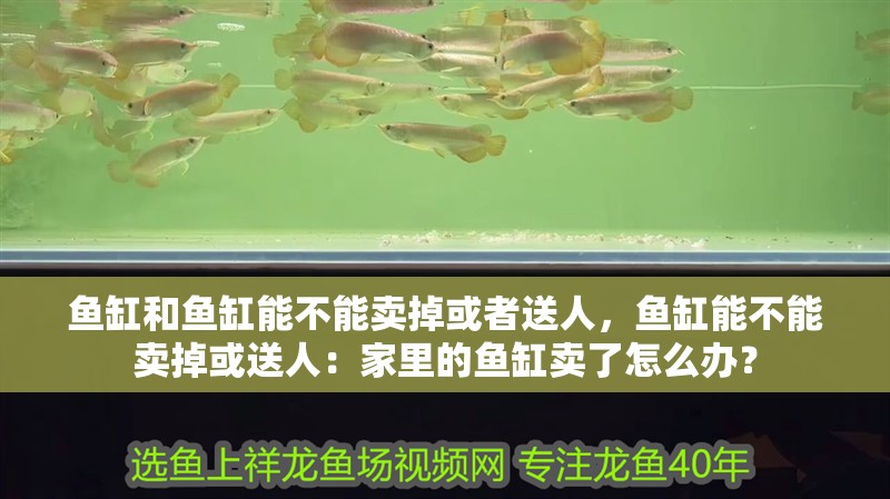 魚(yú)缸和魚(yú)缸能不能賣(mài)掉或者送人，魚(yú)缸能不能賣(mài)掉或送人：家里的魚(yú)缸賣(mài)了怎么辦？