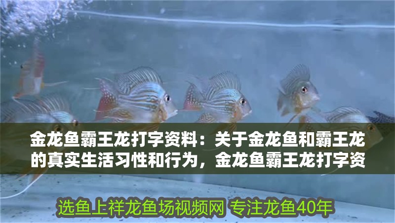 金龍魚霸王龍打字資料：關于金龍魚和霸王龍的真實生活習性和行為，金龍魚霸王龍打字資料
