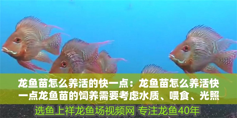 龍魚苗怎么養活的快一點：龍魚苗怎么養活快一點龍魚苗的飼養需要考慮水質、喂食、光照和疾病預防等多個方面