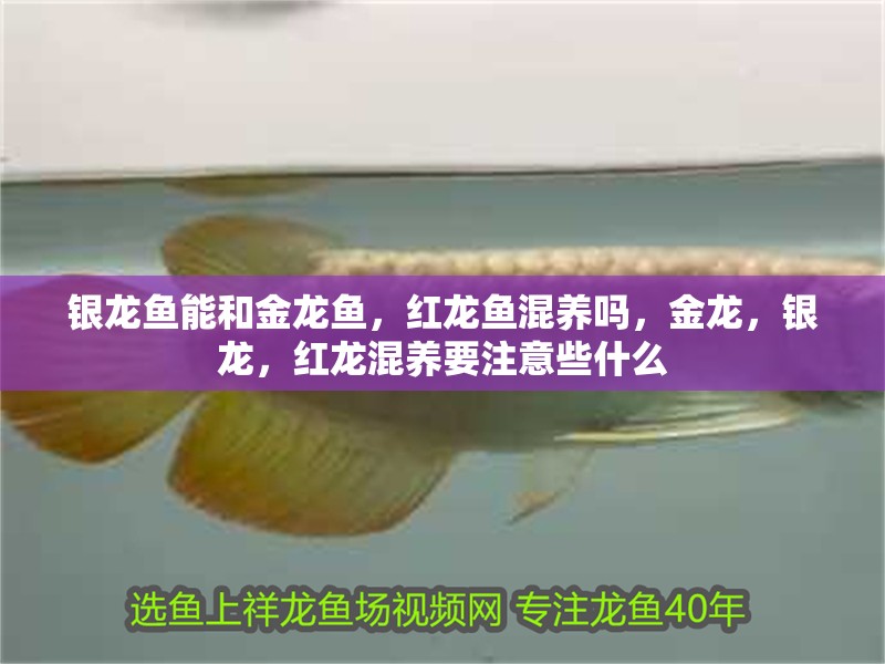 銀龍魚(yú)能和金龍魚(yú)，紅龍魚(yú)混養(yǎng)嗎，金龍，銀龍，紅龍混養(yǎng)要注意些什么