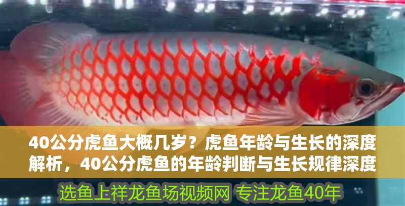40公分虎魚大概幾歲？虎魚年齡與生長(zhǎng)的深度解析，40公分虎魚的年齡判斷與生長(zhǎng)規(guī)律深度解析