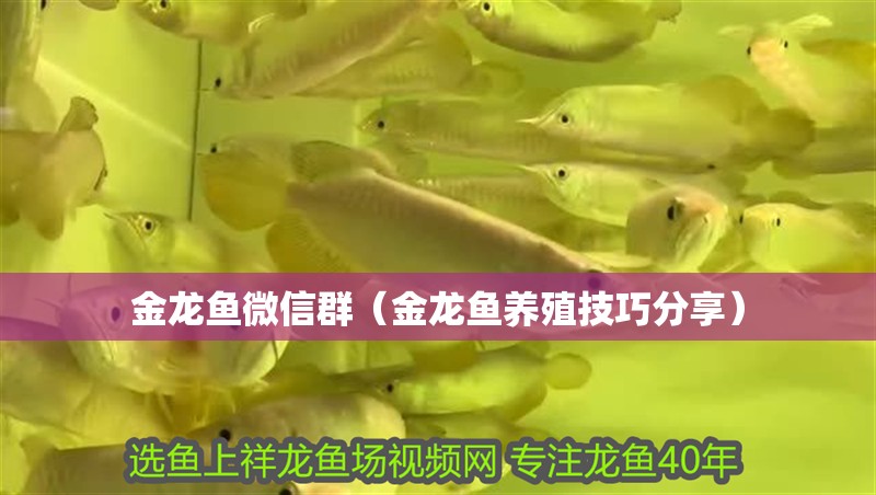 金龍魚(yú)微信群（金龍魚(yú)養(yǎng)殖技巧分享）