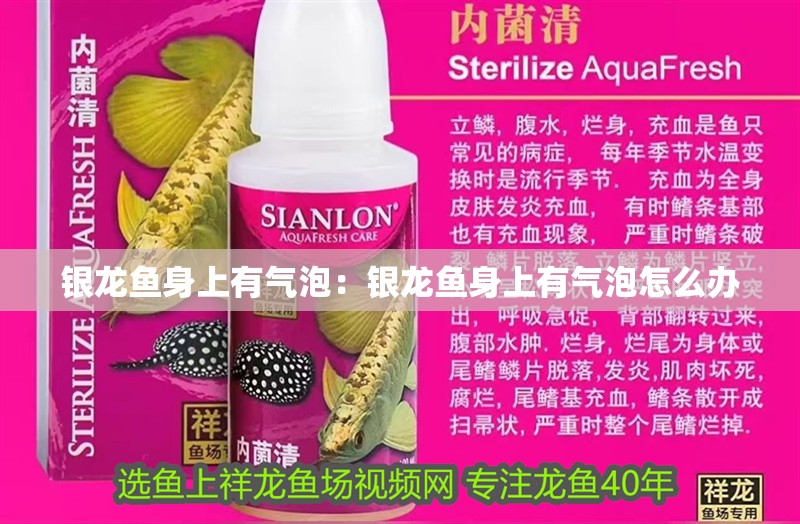 銀龍魚身上有氣泡：銀龍魚身上有氣泡怎么辦