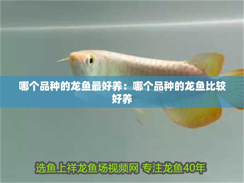哪個(gè)品種的龍魚最好養(yǎng)：哪個(gè)品種的龍魚比較好養(yǎng) 哪個(gè)品種的龍魚最好養(yǎng)：哪個(gè)品種的龍魚比較好養(yǎng) 龍魚百科