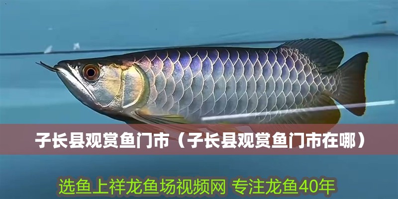 子長縣觀賞魚門市（子長縣觀賞魚門市在哪）