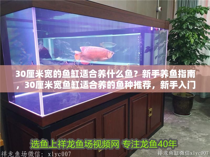 30厘米寬的魚缸適合養什么魚？新手養魚指南，30厘米寬魚缸適合養的魚種推薦，新手入門指南