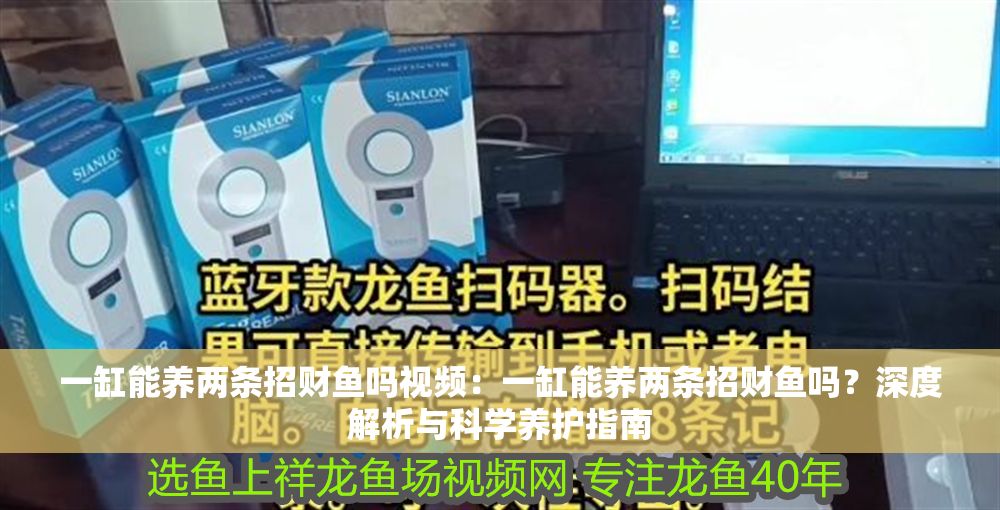 一缸能養(yǎng)兩條招財(cái)魚嗎視頻：一缸能養(yǎng)兩條招財(cái)魚嗎？深度解析與科學(xué)養(yǎng)護(hù)指南