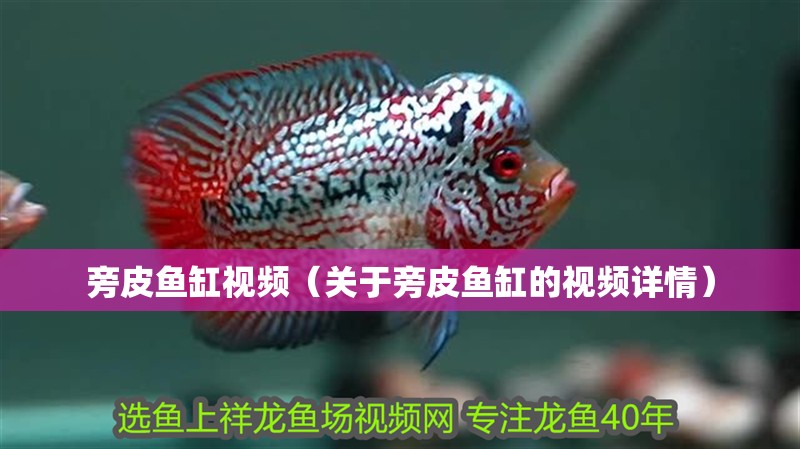 旁皮魚(yú)缸視頻（關(guān)于旁皮魚(yú)缸的視頻詳情）