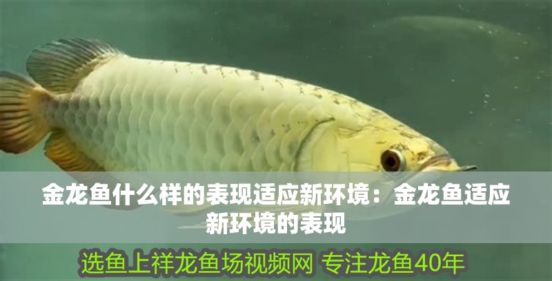 金龍魚什么樣的表現適應新環境：金龍魚適應新環境的表現