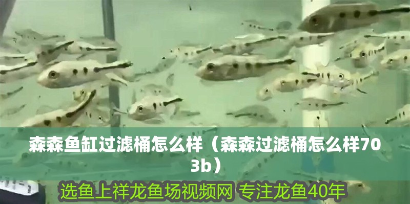 森森魚缸過濾桶怎么樣（森森過濾桶怎么樣703b）
