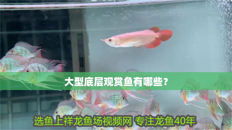 大型底層觀賞魚有哪些？