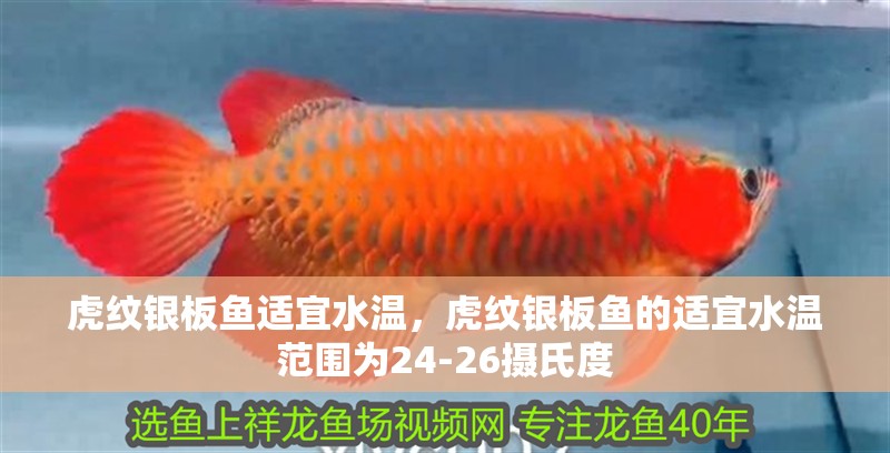 虎魚天天黑來點赤瞳黃金 虎紋銀板魚適宜水溫,虎紋銀板魚的適宜水溫范圍為24-26攝氏度 龍魚百科 虎紋銀板魚適宜水溫,虎紋銀板魚的適宜水溫范圍為24-26攝氏度 虎紋銀板魚適宜水溫,虎紋銀板魚的適宜水溫范圍為24-26攝氏度 龍魚百科