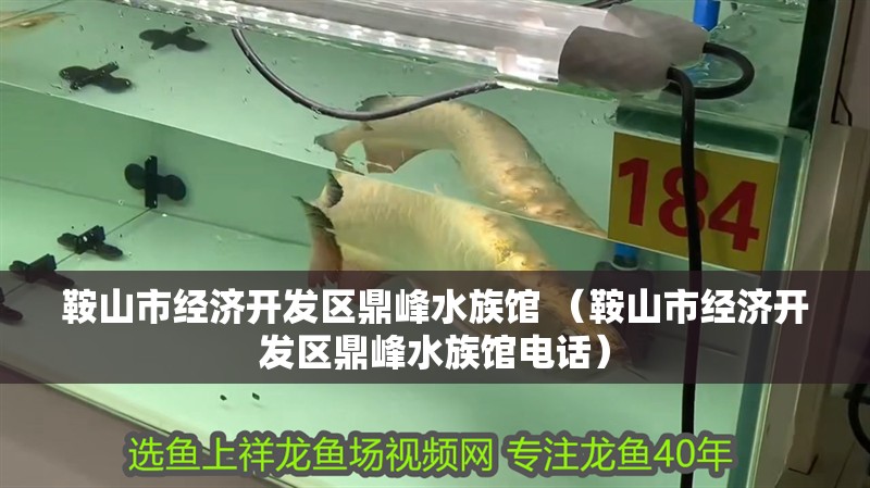 鞍山市經(jīng)濟(jì)開(kāi)發(fā)區(qū)鼎峰水族館 （鞍山市經(jīng)濟(jì)開(kāi)發(fā)區(qū)鼎峰水族館電話）