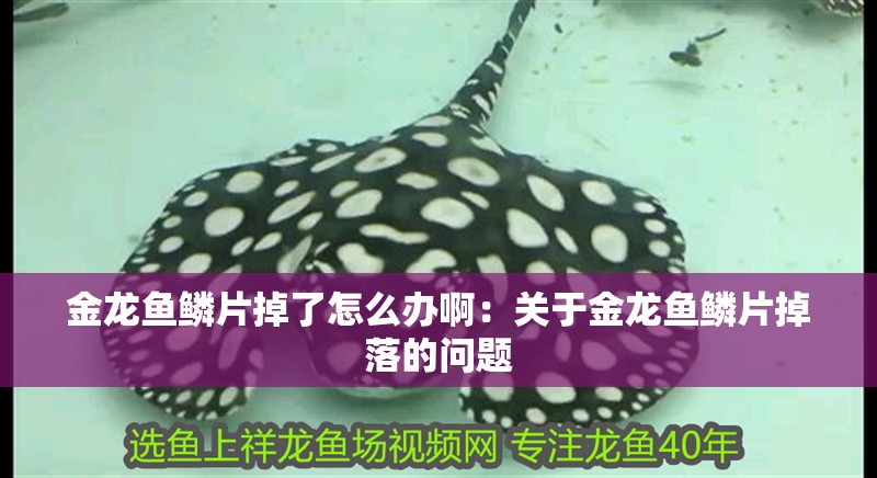 金龍魚鱗片掉了怎么辦啊：關(guān)于金龍魚鱗片掉落的問題