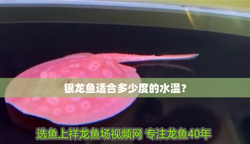 銀龍魚適合多少度的水溫？