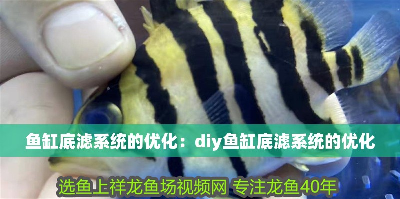 魚缸底濾系統的優化：diy魚缸底濾系統的優化