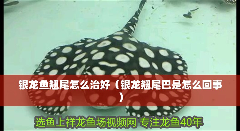 銀龍魚翹尾怎么治好（銀龍翹尾巴是怎么回事）