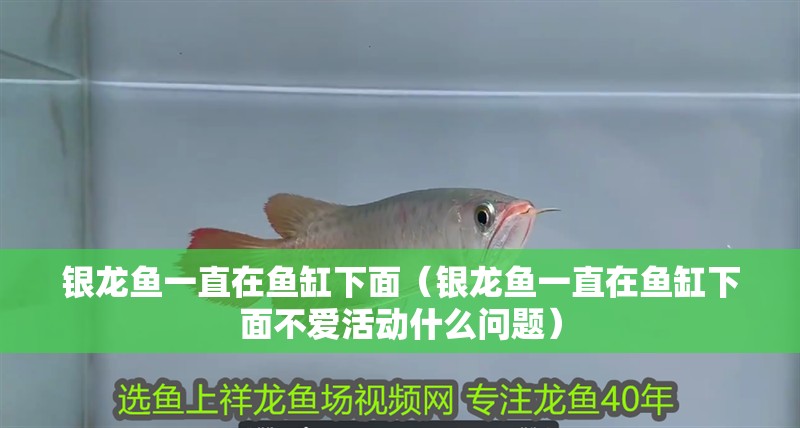 銀龍魚一直在魚缸下面（銀龍魚一直在魚缸下面不愛活動什么問題）