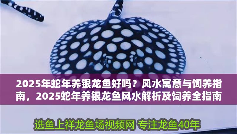 2025年蛇年養(yǎng)銀龍魚好嗎？風(fēng)水寓意與飼養(yǎng)指南，2025蛇年養(yǎng)銀龍魚風(fēng)水解析及飼養(yǎng)全指南