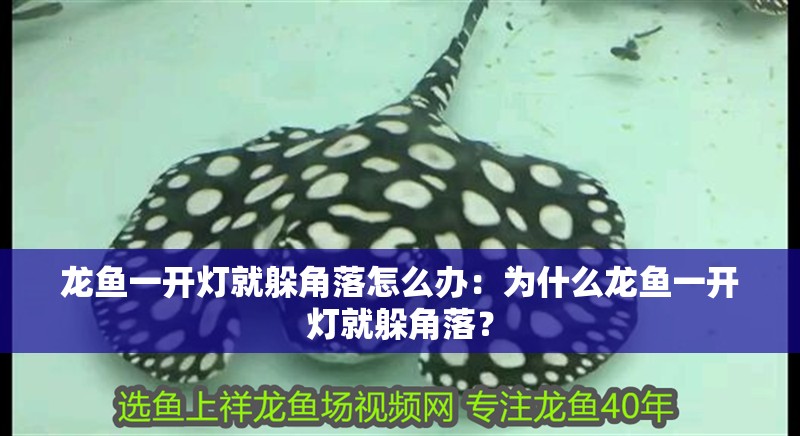 龍魚一開燈就躲角落怎么辦：為什么龍魚一開燈就躲角落？